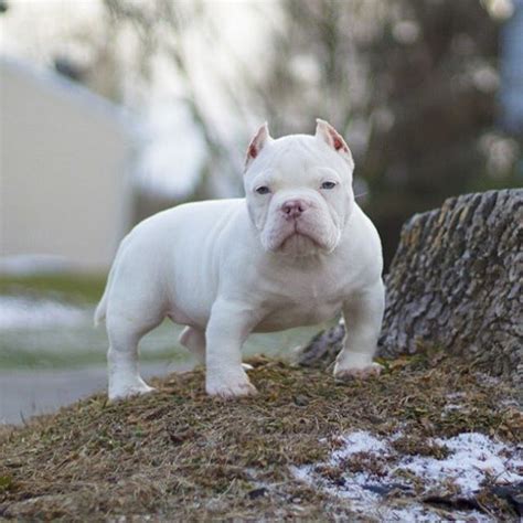 Male <b>bully</b> pup · · 12/17. . Micro bully for sale 1500